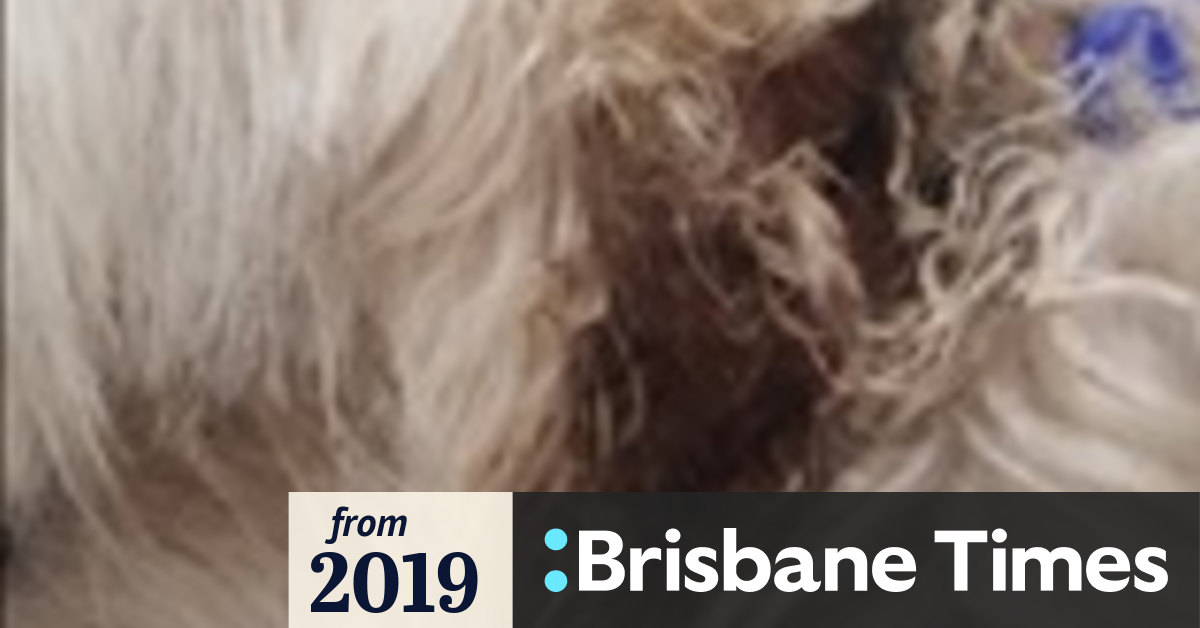 Gold Coast dog found with an electric shock collar embedded in neck